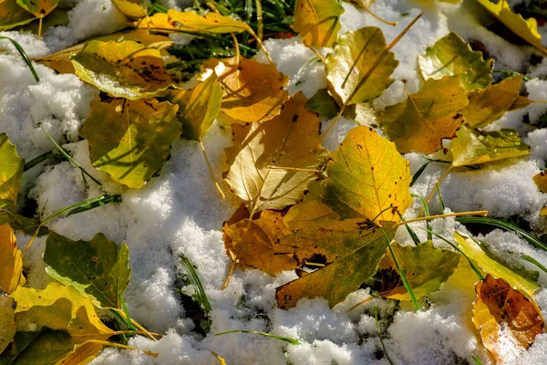 Leuchtend Gelbe Blätter Einer Espe Die Auf Neuschnee Gefallen Sind — Stockfoto
