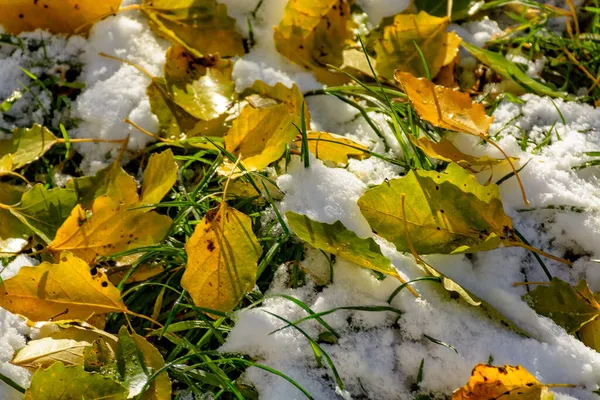 白杨树的嫩黄色叶子落在新雪上 — 图库照片