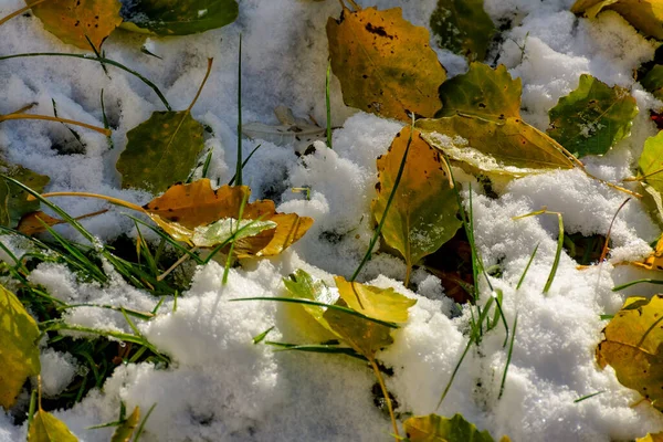 Feuilles Jaune Vif Tremble Tombé Sur Neige Fraîche — Photo