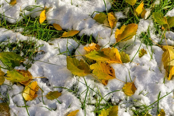 Jasně Žluté Listy Osiky Padající Čerstvý Sníh — Stock fotografie