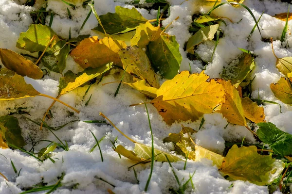 Las Hojas Brillantes Amarillas Del Álamo Caído Sobre Nieve Fresca — Foto de Stock