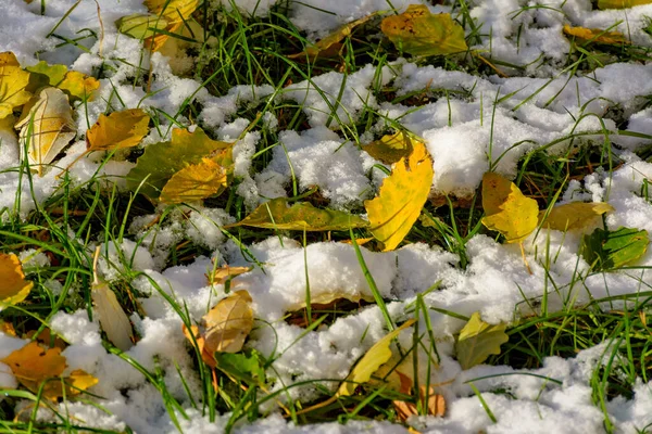 Feuilles Jaune Vif Tremble Tombé Sur Neige Fraîche — Photo