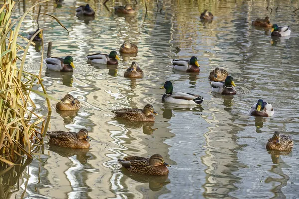 Petersburg Bir Gölette Kışı Vahşi Ördekler Geçirir — Stok fotoğraf