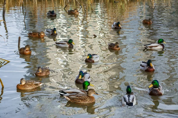 Petersburg Bir Gölette Kışı Vahşi Ördekler Geçirir — Stok fotoğraf