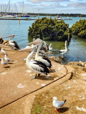 Pelikanlar balıkçıların balık temizlemesini bekliyor..