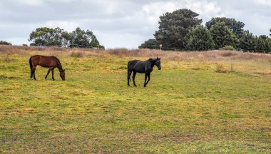 Atlar sessizce Pound Rd, Hampton Park, Avustralya boyunca bir elektrik hattının altında otluyor.. 