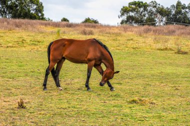 Atlar sessizce Pound Rd, Hampton Park, Avustralya boyunca bir elektrik hattının altında otluyor.. 