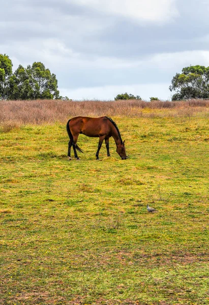 Horses Quietly Grazing Power Line Pound Hampton Park Australia — Stock Photo, Image
