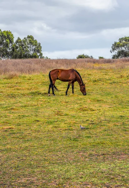 澳大利亚汉普顿公园庞德路沿线的马静静地在电线下吃草 — 图库照片