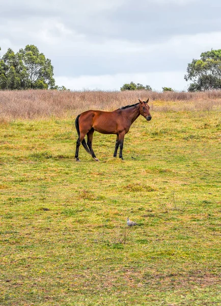 Pferde Weiden Leise Unter Einer Hochspannungsleitung Entlang Der Pound Hampton — Stockfoto