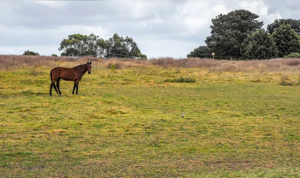 Pferde Weiden Leise Unter Einer Hochspannungsleitung Entlang Der Pound Hampton — Stockfoto