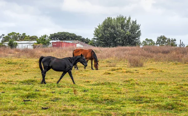 Pferde Weiden Leise Unter Einer Hochspannungsleitung Entlang Der Pound Hampton — Stockfoto