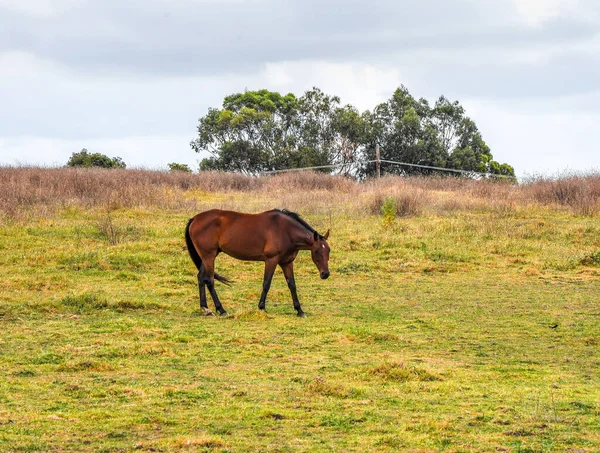 Pferde Weiden Leise Unter Einer Hochspannungsleitung Entlang Der Pound Hampton — Stockfoto