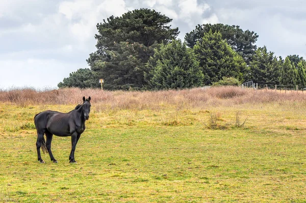 Pferde Weiden Leise Unter Einer Hochspannungsleitung Entlang Der Pound Hampton — Stockfoto