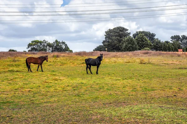 Pferde Weiden Leise Unter Einer Hochspannungsleitung Entlang Der Pound Hampton — Stockfoto