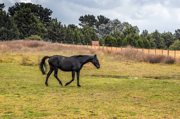 Pferde Weiden Leise Unter Einer Hochspannungsleitung Entlang Der Pound Hampton — Stockfoto