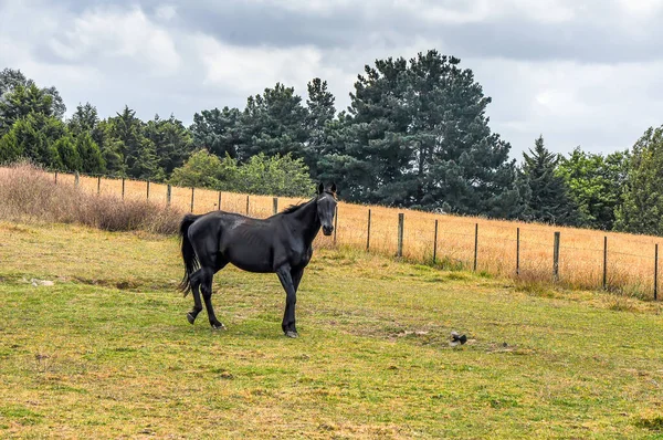 Cavalos Pastando Tranquilamente Sob Uma Linha Energia Longo Pound Hampton — Fotografia de Stock