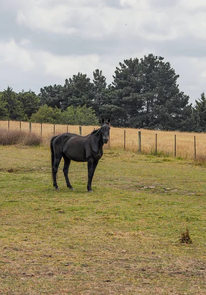 Pferde Weiden Leise Unter Einer Hochspannungsleitung Entlang Der Pound Hampton — Stockfoto