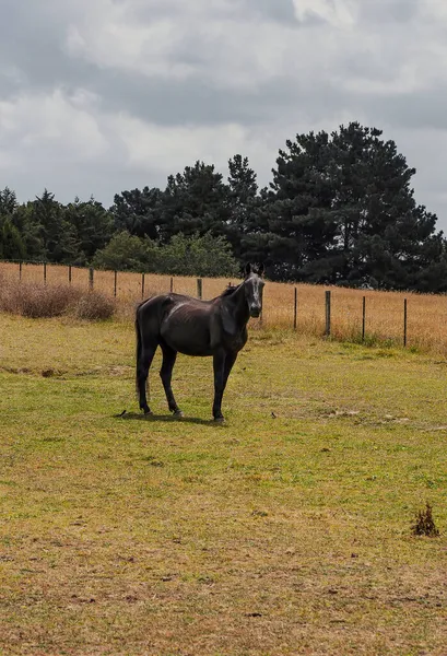 Pferde Weiden Leise Unter Einer Hochspannungsleitung Entlang Der Pound Hampton — Stockfoto