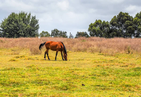澳大利亚汉普顿公园庞德路沿线的马静静地在电线下吃草 — 图库照片