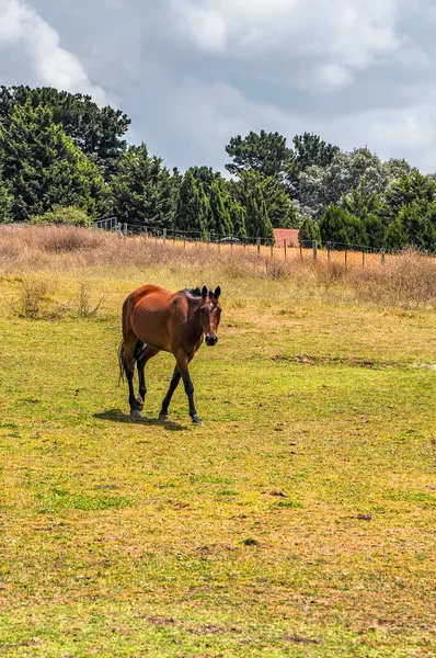 Pferde Weiden Leise Unter Einer Hochspannungsleitung Entlang Der Pound Hampton — Stockfoto