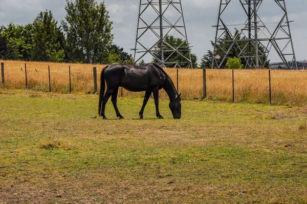 Cavalos Pastando Tranquilamente Sob Uma Linha Energia Longo Pound Hampton — Fotografia de Stock