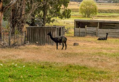 Lamaların incelenmesi, kuşhanede memeliler. Deveye benziyorlar ama kamburları yok..
