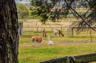 Lamaların incelenmesi, kuşhanede memeliler. Deveye benziyorlar ama kamburları yok..