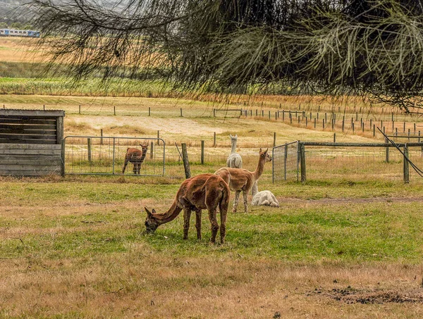 Beobachtung Von Lamas Säugetieren Der Voliere Sie Sehen Aus Wie — Stockfoto