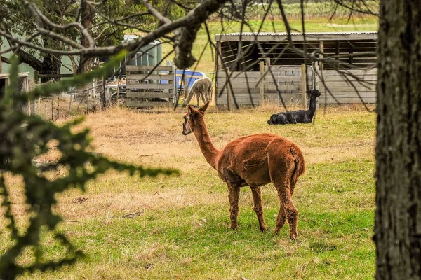 Observación Llamas Mamíferos Aviario Parecen Camellos Pero Tienen Jorobas — Foto de Stock