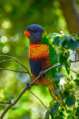 Gökkuşağı lorisi (Trichoglossus moluccanus) Avustralya 'ya özgü bir papağan türüdür.. 