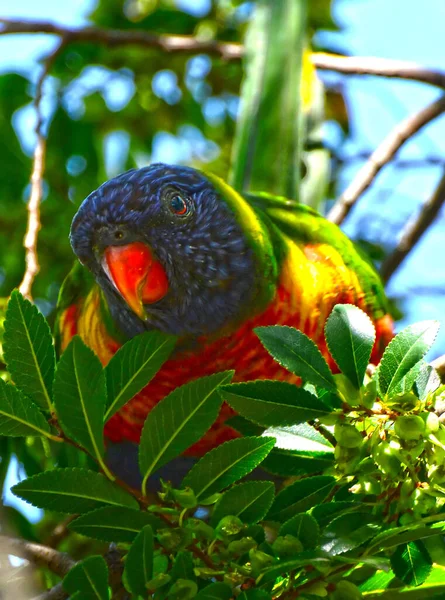 Duha Lorikeet Trichoglossus Moluccanus Druh Papoušků Původem Austrálie — Stock fotografie