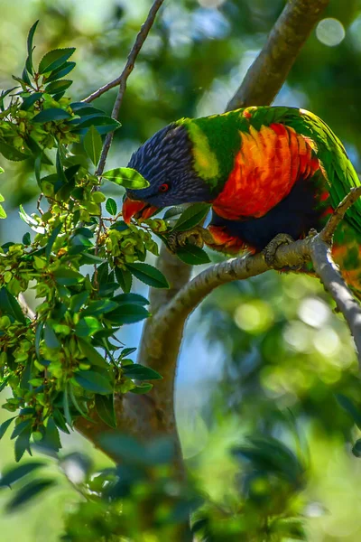 Duha Lorikeet Trichoglossus Moluccanus Druh Papoušků Původem Austrálie — Stock fotografie