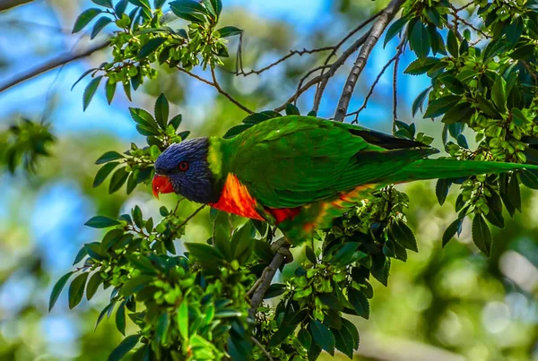 Duha Lorikeet Trichoglossus Moluccanus Druh Papoušků Původem Austrálie — Stock fotografie