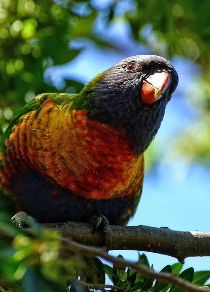 Duha Lorikeet Trichoglossus Moluccanus Druh Papoušků Původem Austrálie — Stock fotografie