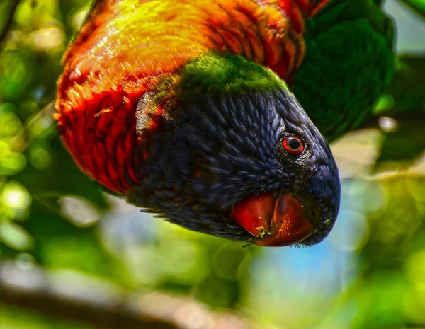 Trichoglossus Moluccanus Uma Espécie Papagaio Nativo Austrália — Fotografia de Stock