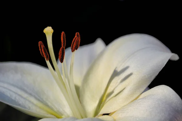 Uma Bela Flor Lírio Branco Grande Canteiro Flores Perto Lavra — Fotografia de Stock