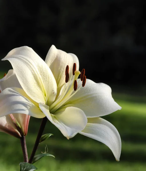 Eine Große Weiße Lilienblüte Einem Blumenbeet Der Nähe Der Alexander — Stockfoto