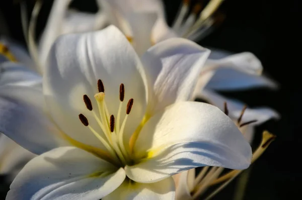Eine Große Weiße Lilienblüte Einem Blumenbeet Der Nähe Der Alexander — Stockfoto