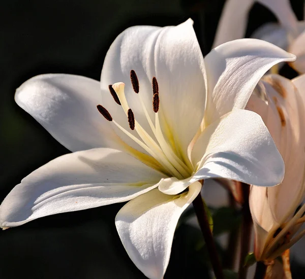 Eine Große Weiße Lilienblüte Einem Blumenbeet Der Nähe Der Alexander — Stockfoto