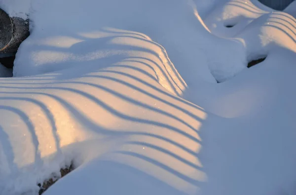 Newski Waldpark Gebiet Leningrad Dezember 2012 Morgenspaziergang Durch Den Waldpark — Stockfoto