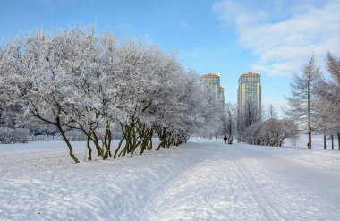 Rybatskoye St. Petersburg 'daki Neva Nehri' nin kıyısına park et. - Rusya. 10 Şubat 2021. Neva nehrinin kıyısında güneşli güzel bir kış günü. 