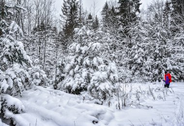 Orman bölgesi, Kirovsky bölgesi. Leningrad bölgesi, Rusya. 12/11/2021. Yılbaşından önce ormandaki canlı bir Noel ağacına git.. 