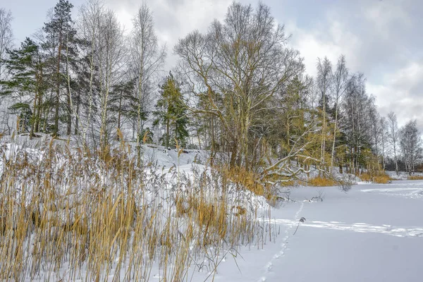 列宁格勒地区有树木和湖泊的冬季景观 — 图库照片