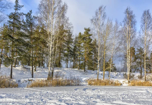 Winter Landscape Trees Lake Leningrad Region — Fotografia de Stock