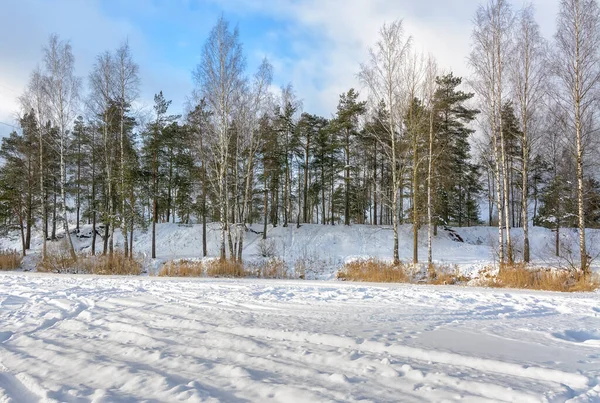 Winter Landscape Trees Lake Leningrad Region — Fotografia de Stock