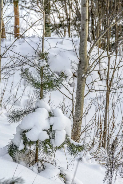 Ağaçlı kış manzarası ve Leningrad bölgesinde bir göl. 