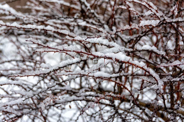 3月の都市では ドロップとウェット大雪で解凍 — ストック写真