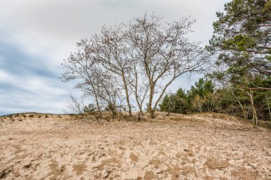Finlandiya Körfezi kıyısında, Sosnovy Bor yakınlarındaki Leningrad bölgesinde kum tepeleri.. 