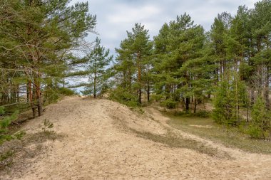 Finlandiya Körfezi kıyısında, Sosnovy Bor yakınlarındaki Leningrad bölgesinde kum tepeleri.. 